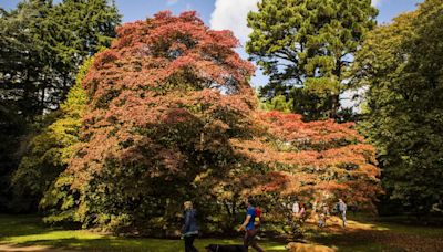 Arboretum to showcase its 'vital part' in global tree conservation