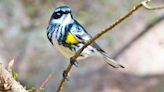 Alerts issued as millions of birds expected to cross Illinois overnight