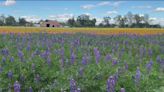 California's newest state park in San Joaquin Valley to open in June