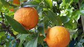 Florida citrus growers 'optimistic' as new farm bill continues taking shape