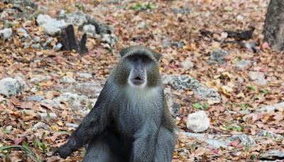 Lémures sin dientes o macacos mancos: así sobreviven los primates discapacitados en la naturaleza