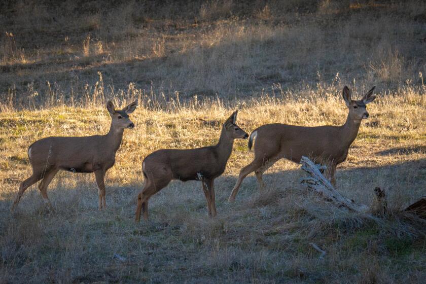 Deadly brain disease found in two California deer