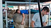 Another record: Livestock auction at Tuscarawas County Fair totals $1.3 million