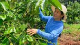 Some Vietnam coffee farms thrive despite drought, but may not stop espresso price hikes