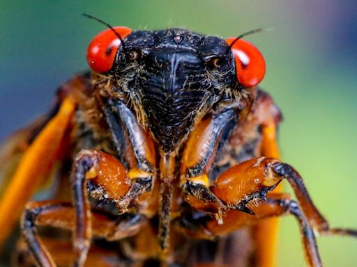 The cicadas are coming. Frustrated Americans should join them by screaming, too.