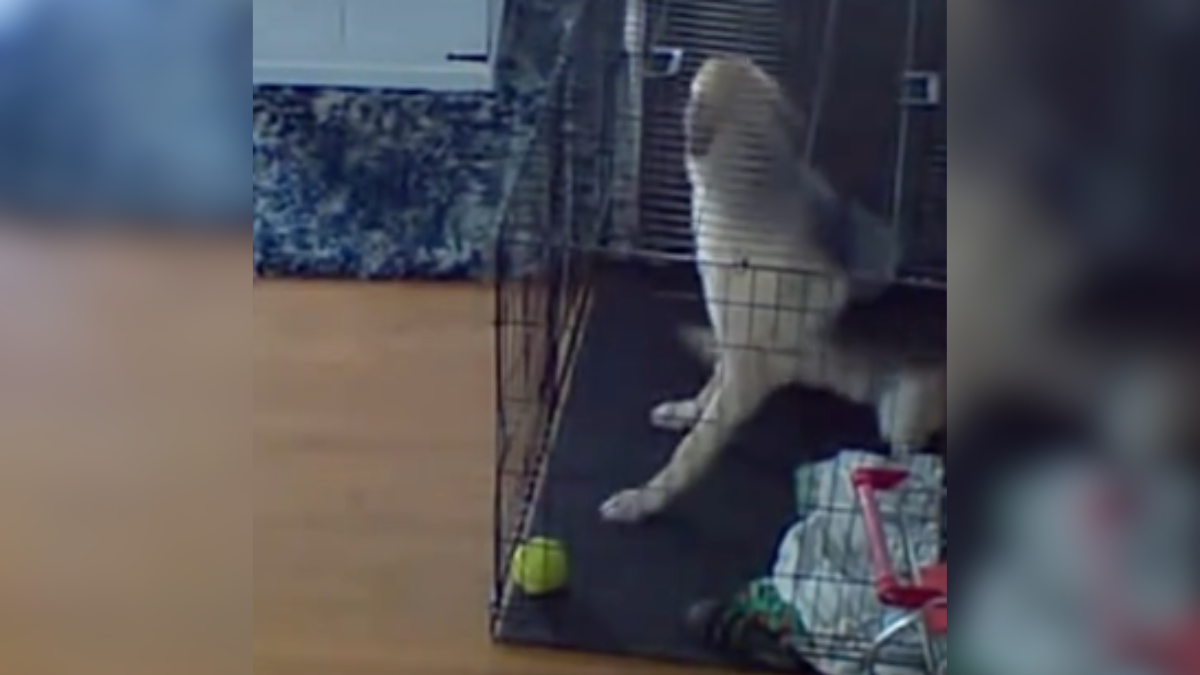 Hidden Camera Reveals How German Shepherd Has Been Escaping His Crate Every Day