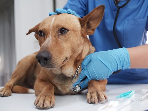 US dog owners warned against widespread deadly bacterial illness