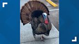 Local community mourns 'celebrity' turkey