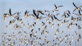 Stewards help protect nesting shorebirds from threats | Your Observer