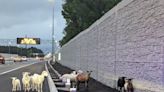 Look: Escaped goats and sheep wander onto the interstate in Virginia