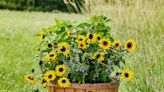 Yes, Growing Sunflowers in Pots is Possible-Here's How