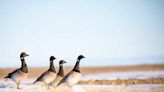 What draws these small geese to stop at a bay in northeastern New Brunswick?