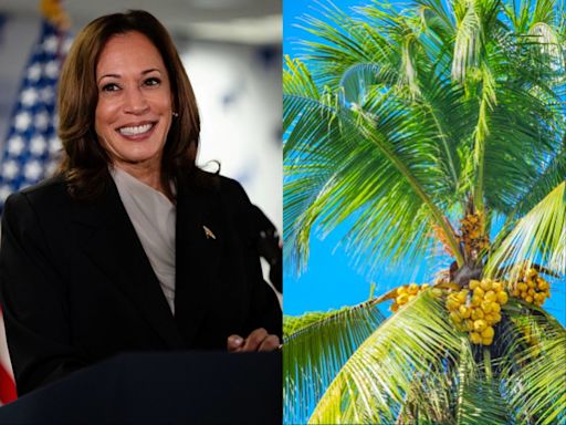 Why is Kamala Harris being associated with a coconut tree?