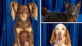 National Dog Show 2022 Introduces 3 New Breeds — Who Won Best in Show?