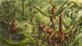 Inner ear of extinct ape species is overlooked aspect of human bipedal evolution, study finds