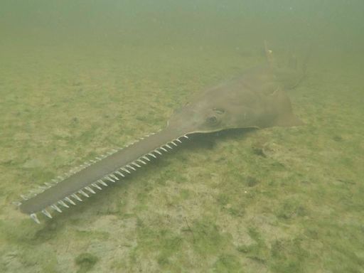 Sawfish are spinning, and dying, in Florida waters as rescue effort begins