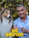 Dog Whisperer - Uno psicologo da cani