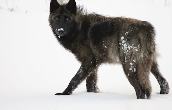 Alleged wolf torture case shines light on the complexities of Wyoming animal cruelty laws