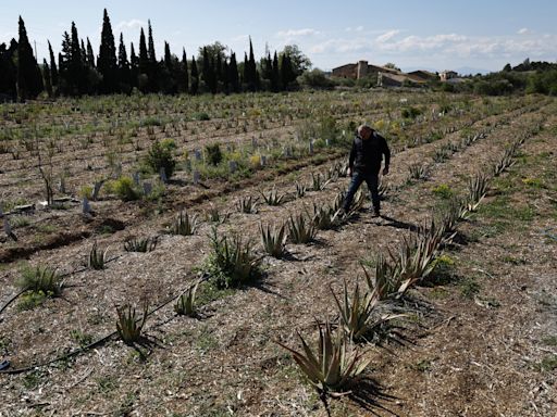 La sequía se ceba con el sureste de Francia y el campo cambia las viñas por aloe vera