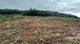 Impactos da chuva na agricultura e infraestrutura rural de Caxias provocam perdas de R$ 85,5 milhões | Pioneiro