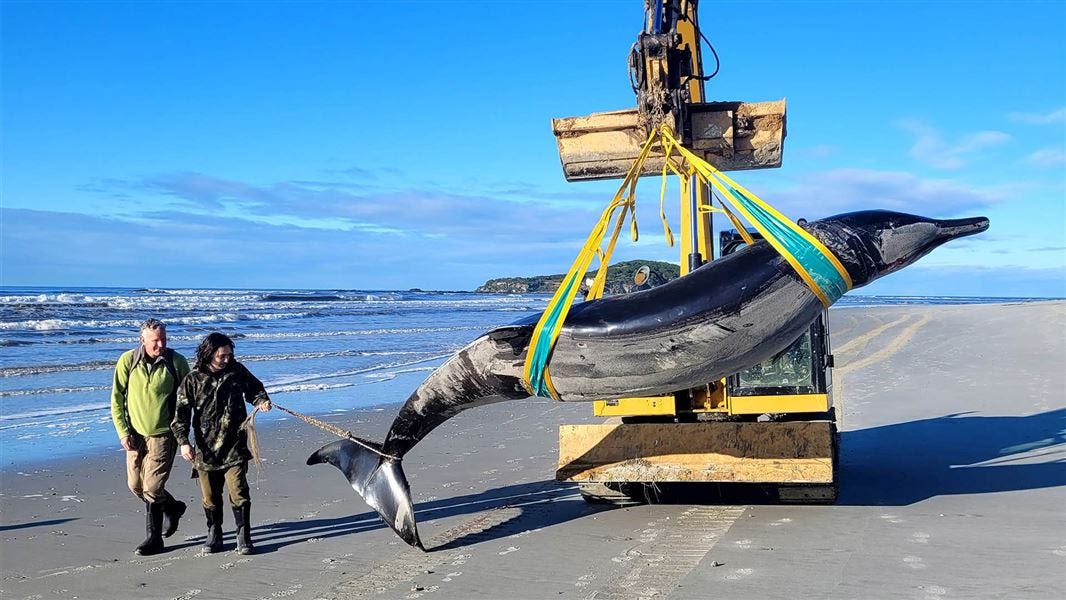 Sea creature washed up on New Zealand beach could be world's rarest whale species, officials say