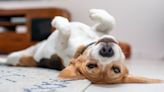 Why Does My Dog Sleep on His Back: 4 Surprising Reasons According to Pet Pros