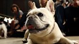 El bulldog francés es la raza canina más popular de EEUU