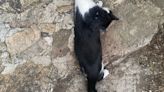 La Guardia Civil investiga a un vecino por usar cepos para capturar gatos en Bustarviejo, Madrid
