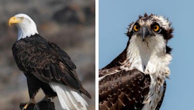 Big changes proposed for NJ's endangered species list