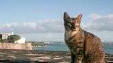 Puerto Rico’s Historic Site Set To Remove Its Famous Cats