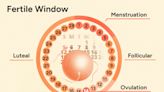 Ovulation Calculator