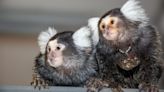 These monkeys use names to communicate with each other, study finds