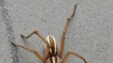 Sephora-sold lotion accused of attracting wolf spiders. Are Florida shoppers at risk?