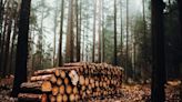 Timber! Chinese Gaming Billionaire Chen Tianqiao Owns Nearly 200,000 Acres Of Oregon Timberland, Is Second-Largest Noncitizen Landowner