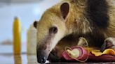 El oso hormiguero rescatado en Mendoza llegó a un centro de Santa Fe para volver a su hábitat