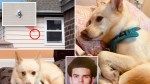 Queens pup cheats death after being shot by stray bullet in its own home: ‘A very good dog’