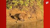 Mutilada por caçadores, capivara reaprende a viver com apenas três patas; veja vídeo