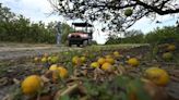 Florida’s citrus and agriculture industry hit hard in the wake of Hurricane Ian