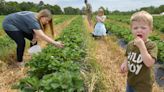 Strawberry season's off to a great start in the Triad; here's where to go pick your own