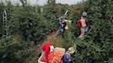 ‘If the apples can get sunburn, what about us?’ Migrant farm workers demand protection from dangerous heat