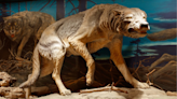 Mighty saber-toothed cats and dire wolves probably had achy joints