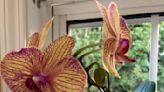 Garden Help Desk: Adequate light and fertilizer lead to healthy orchids