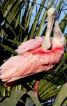Florida: America's Animal Paradise