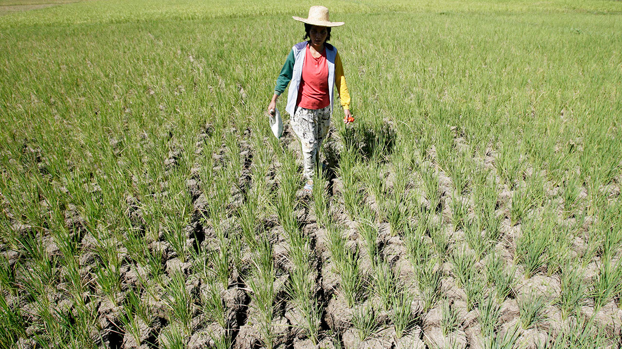 El Niño farm damage hits P9.5 billion - BusinessWorld Online