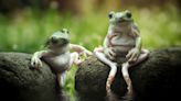 Frog’s got legs: Amphibian sits pretty in stunning wildlife shot