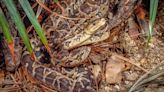 A Close Look at the Cuban Boa of Guantanamo Bay