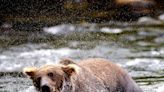 Fat Bear Week 2023: Alaska national park prepares to crown its fattest bear before hibernation
