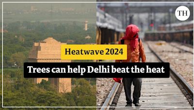 Delhi weather: Trees can help Delhi beat the heat