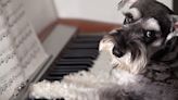 Do Dogs Like Music? Vet Experts Say Yes — But Only If You Play *These* Tunes