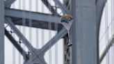 Una "lluvia" de elefantes de juguete en paracaídas anima el barrio de Dumbo (Brooklyn)